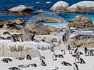 African penguins on Boulders beach in Simon's Town, South Africa