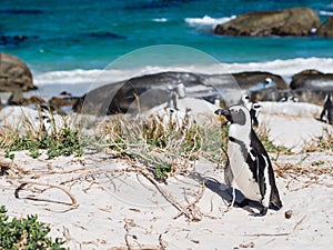 African penguins on Boulders beach in Simons Town, South Africa