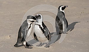 African penguins at Boulders Beach in Simonstown, Cape Town, South Africa.