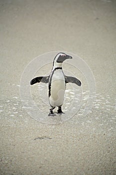 African Penguins at Boulders Beach, South Africa