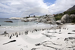 African penguins on Boulders beach, South Africa