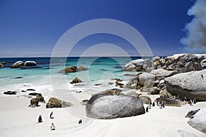 African Penguins at Boulders Beach in South Africa photo