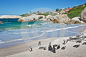 African penguins, Boulders Park, South Africa