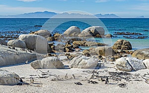 African Penguins Colony, Boulder Beach, South Africa