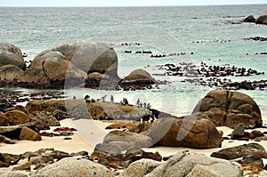 African Penguins colony at Boulders Beach