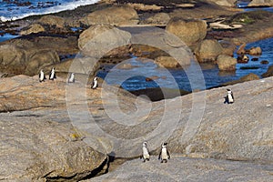 African penguins coming ashore