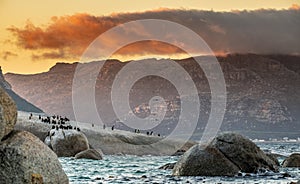 African penguins and cormorants on coast at sunset twilight. African penguin ( Spheniscus demersus) also known as the