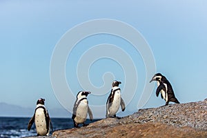 The African penguins in evening twilight, sunset sky. Scientific name: Spheniscus demersus, penguin or black-footed.