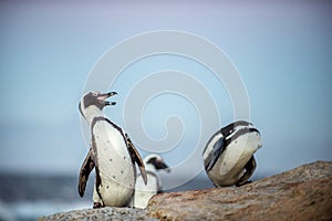 The African penguins in evening twilight, sunset sky. Scientific name: Spheniscus demersus, penguin or black-footed.