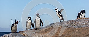 The African penguins in evening twilight, sunset sky. Scientific name: Spheniscus demersus, penguin or black-footed.