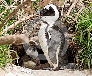 African Penguins lat. Spheniscus Demersus in front of a nest