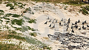 Penguin colony vocalize at Boulders Beach, Simon`s Town, South Africa