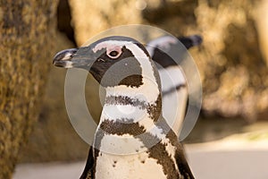 African Penguins look around