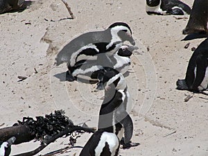 African penguins mating on a sandy beach near Cape Town