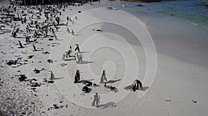 African penguins in the natural environment