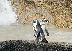 African Penguins near Ocean