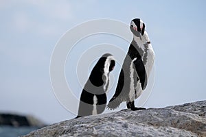 African penguins at Boulders Beach in Simonstown, Cape Town, South Africa.