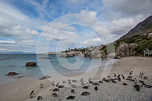 The African Penguins on Robben Island Cape Town So