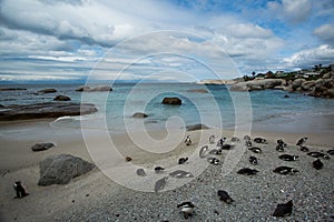 The African Penguins on Robben Island Cape Town So