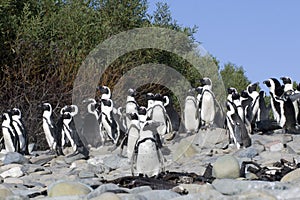 The African Penguins on Robben Island Cape Town So