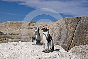 African penguins on rock