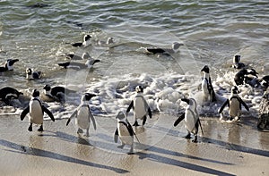 African penguins on sand at Boulders Beach, Cape Town