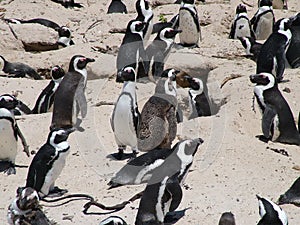 African penguins on sandy beach near Cape Town