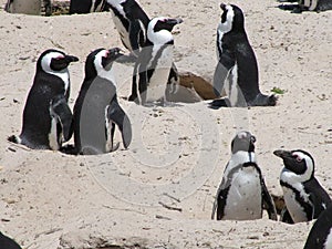 African penguins on a sandy beach near Cape Town,