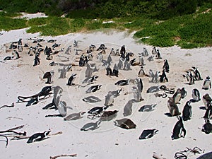 African penguins on a sandy beach near Cape Town