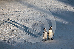 African penguins on the sandy beach in sunset light. African penguin also known as the jackass penguin, black-footed penguin.
