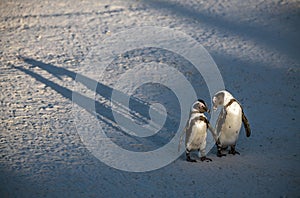 African penguins on the sandy beach in sunset light. African penguin also known as the jackass penguin, black-footed penguin.