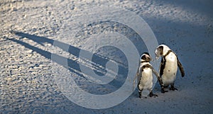 African penguins on the sandy beach in sunset light. African penguin also known as the jackass penguin, black-footed penguin.