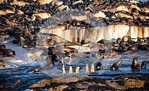 African Penguins on Seal Island. Seals colony on the background.