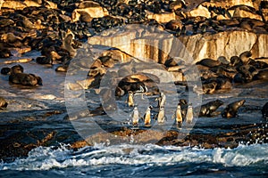 African Penguins on Seal Island. Seals colony on the background.