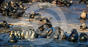 African Penguins on Seal Island. Seals colony on the background.