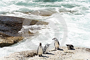 African Penguins in Simons Town, South Africa