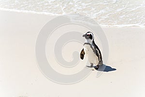 African Penguins in Simons Town, South Africa