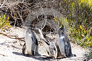 African Penguins in Simons Town, South Africa