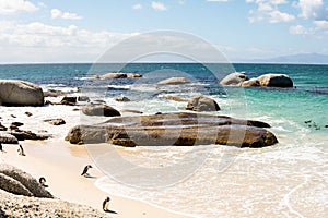 African Penguins in Simons Town, South Africa