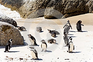 African Penguins in Simons Town, South Africa