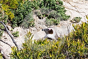 African Penguins in Simons Town, South Africa