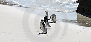 African Penguins at Simonstown (South Africa)