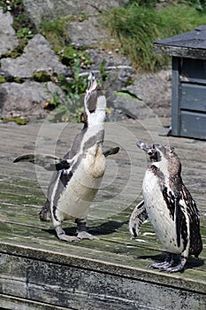 African penguins singing