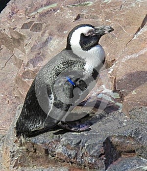 African penguins sitting on rock