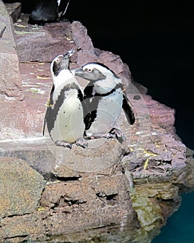 African penguins sitting on rock