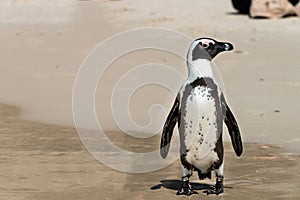 African Penguins (Spheniscus Demersus)