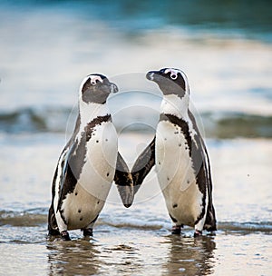 African penguins. Spheniscus demersus