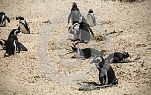 African penguins Spheniscus demersus in Boulders in Simonstown in Cape Town, South Africa