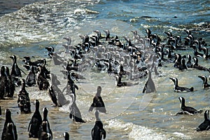 African penguins Spheniscus demersus in Boulders in Simonstown in Cape Town, South Africa