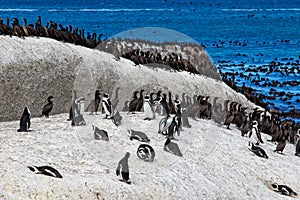 African penguins Spheniscus demersus and Cape cormorant birds Phalacrocorax capensic. Boulders Beach, South Africa